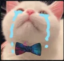 Cryingcat Discord Emoji