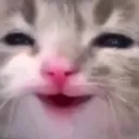 CatHappy