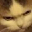 MadCat