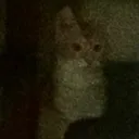 Bios_cat