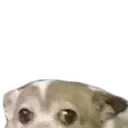 PeakingDoggo