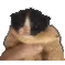 stillbruhcat stillbruhcat