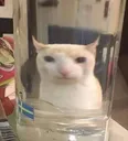 gatovaso
