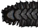 Endworm1