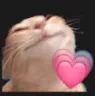 Cat Love cat_love Discord Emoji