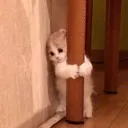 hide