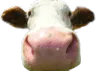 nosycow