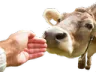 cowwilleatyourhand