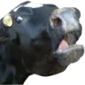 MOO MOO
