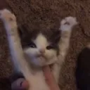 AngyCat