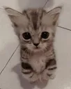 FFcatto