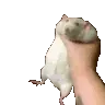 ratshake