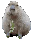 Capycronch