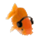 A_fishvibe