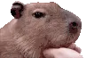 Capymoncha Capymoncha