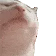 catjam