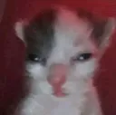 l_l