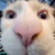 eretGoose