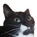 catBoiWhatTheHellBoi Discord Emoji