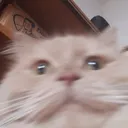 cat_flushed