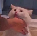 cat cat
