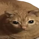 Cat Lasagn Discord Emoji
