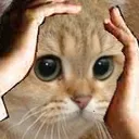 StressedCat