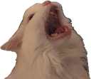 shrimpScream