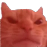angrycat