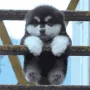 doguinho