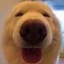 Doghapp