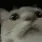 catwhatthe catwhatthe