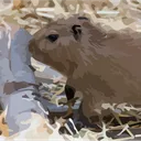 CapybaraUnited