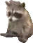 raccsits