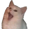 catgasp