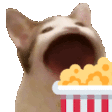 CCo_cat Discord Emoji