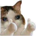 JFK_CatDoubleThumb