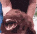 feral