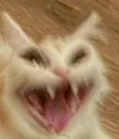 cat_nyahahahh