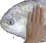 fishpat