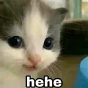 cat_hehe