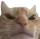 swagangry swagangry