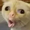 oeoe