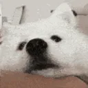 b_DogBoop