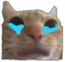 tcc_cri