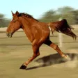 Horselol