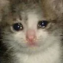 sadcat sadcat
