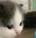 meh meh