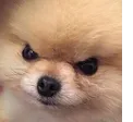 angeryDoggo