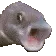 pogfish